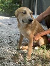 GORAN, Hund, Golden Retriever-Mix in Italien - Bild 10