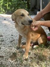 GORAN, Hund, Golden Retriever-Mix in Italien - Bild 11