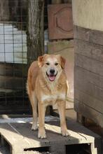 GORAN, Hund, Golden Retriever-Mix in Italien - Bild 12