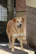 GORAN, Hund, Golden Retriever-Mix in Italien - Bild 2