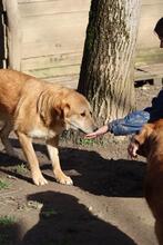 GORAN, Hund, Golden Retriever-Mix in Italien - Bild 3