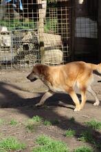 GORAN, Hund, Golden Retriever-Mix in Italien - Bild 4