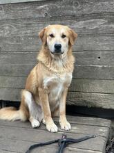 GORAN, Hund, Golden Retriever-Mix in Italien - Bild 5