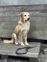 GORAN, Hund, Golden Retriever-Mix in Italien - Bild 6