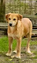 GORAN, Hund, Golden Retriever-Mix in Italien - Bild 7