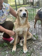 GORAN, Hund, Golden Retriever-Mix in Italien - Bild 8