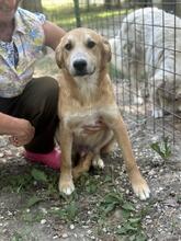 GORAN, Hund, Golden Retriever-Mix in Italien - Bild 9