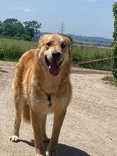 GORAN, Hund, Mischlingshund in Italien - Bild 1