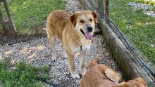 GORAN, Hund, Mischlingshund in Italien - Bild 10