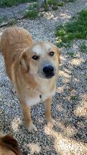 GORAN, Hund, Mischlingshund in Italien - Bild 11