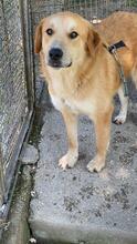 GORAN, Hund, Mischlingshund in Italien - Bild 12