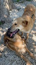 GORAN, Hund, Mischlingshund in Italien - Bild 13
