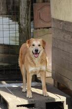 GORAN, Hund, Mischlingshund in Italien - Bild 17
