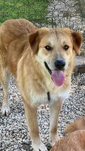 GORAN, Hund, Mischlingshund in Italien - Bild 18