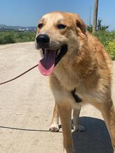 GORAN, Hund, Mischlingshund in Italien - Bild 2