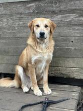 GORAN, Hund, Mischlingshund in Italien - Bild 20
