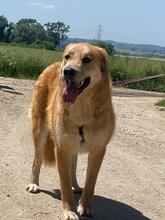 GORAN, Hund, Mischlingshund in Italien - Bild 3