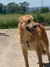 GORAN, Hund, Mischlingshund in Italien - Bild 4