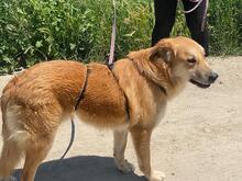 GORAN, Hund, Mischlingshund in Italien - Bild 5
