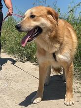 GORAN, Hund, Mischlingshund in Italien - Bild 6