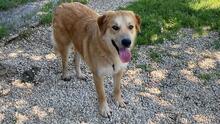 GORAN, Hund, Mischlingshund in Italien - Bild 7