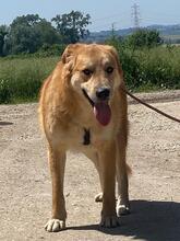 GORAN, Hund, Mischlingshund in Italien - Bild 8