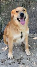 GORAN, Hund, Mischlingshund in Italien - Bild 9