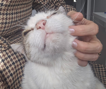 HANSJÜRGEN, Katze, Europäisch Kurzhaar in Konstanz