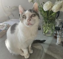 HANSJÜRGEN, Katze, Europäisch Kurzhaar in Konstanz - Bild 2