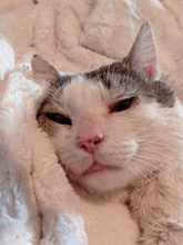 HANSJÜRGEN, Katze, Europäisch Kurzhaar in Konstanz - Bild 3