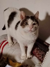 HANSJÜRGEN, Katze, Europäisch Kurzhaar in Konstanz - Bild 4
