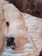 HANSJÜRGEN, Katze, Europäisch Kurzhaar in Konstanz - Bild 5