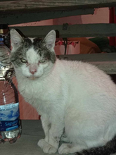 HANSJÜRGEN, Katze, Europäisch Kurzhaar in Konstanz - Bild 6