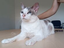 DUQUESA, Katze, Thai-Siam in Spanien - Bild 2