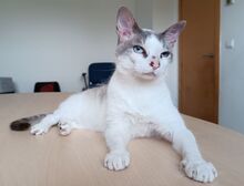 DUQUESA, Katze, Thai-Siam in Spanien - Bild 3