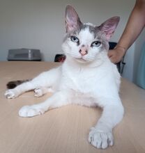 DUQUESA, Katze, Thai-Siam in Spanien - Bild 5