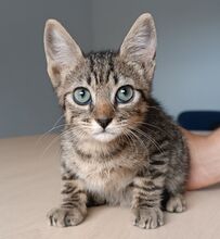 TEODORO, Katze, Europäisch Kurzhaar in Spanien