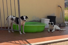 MICKY, Hund, Mischlingshund in Italien - Bild 10