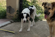 MICKY, Hund, Mischlingshund in Italien - Bild 9