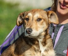 TZATZIKI, Hund, Mischlingshund in Ungarn - Bild 1