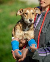 TZATZIKI, Hund, Mischlingshund in Ungarn - Bild 2