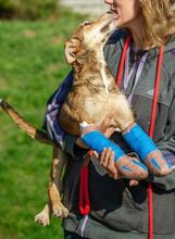 TZATZIKI, Hund, Mischlingshund in Ungarn - Bild 3