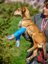 TZATZIKI, Hund, Mischlingshund in Ungarn - Bild 4