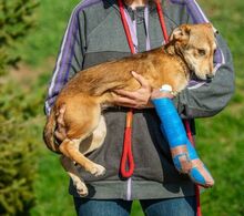 TZATZIKI, Hund, Mischlingshund in Ungarn - Bild 5