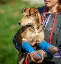 TZATZIKI, Hund, Mischlingshund in Ungarn - Bild 6