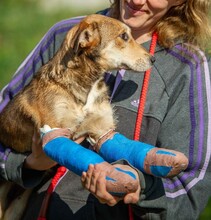 TZATZIKI, Hund, Mischlingshund in Ungarn - Bild 7