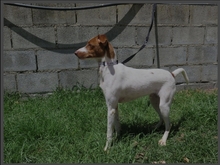 RIO, Hund, Podenco-Mix in Spanien