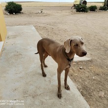DUKE, Hund, Weimaraner in Spanien
