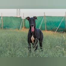 KARLOS, Hund, Galgo Español in Spanien