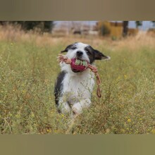 KANU, Hund, Mischlingshund in Spanien